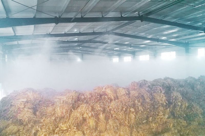 提升烟叶加工质量，高效回潮很重要