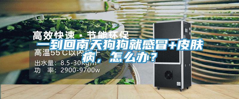 一到回南天狗狗就感冒+皮肤病，怎么办？