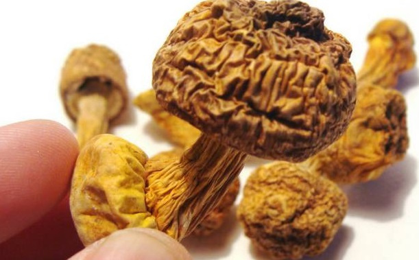 巴西菇、姬松茸烘干机-怎样烘干色泽好且菇体褶片完整？