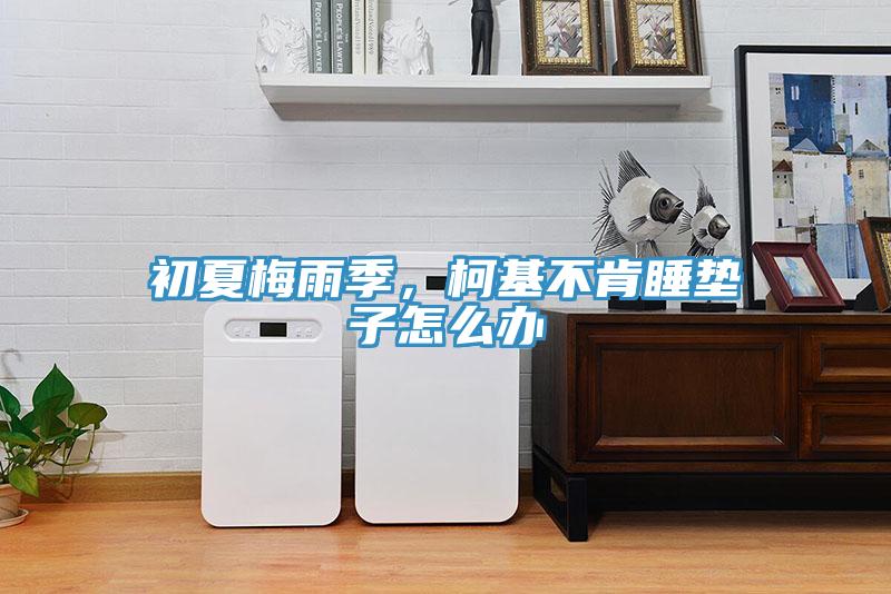 初夏梅雨季，柯基不肯睡垫子怎么办