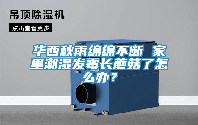华西秋雨绵绵不断 家里潮湿发霉长蘑菇了怎么办？