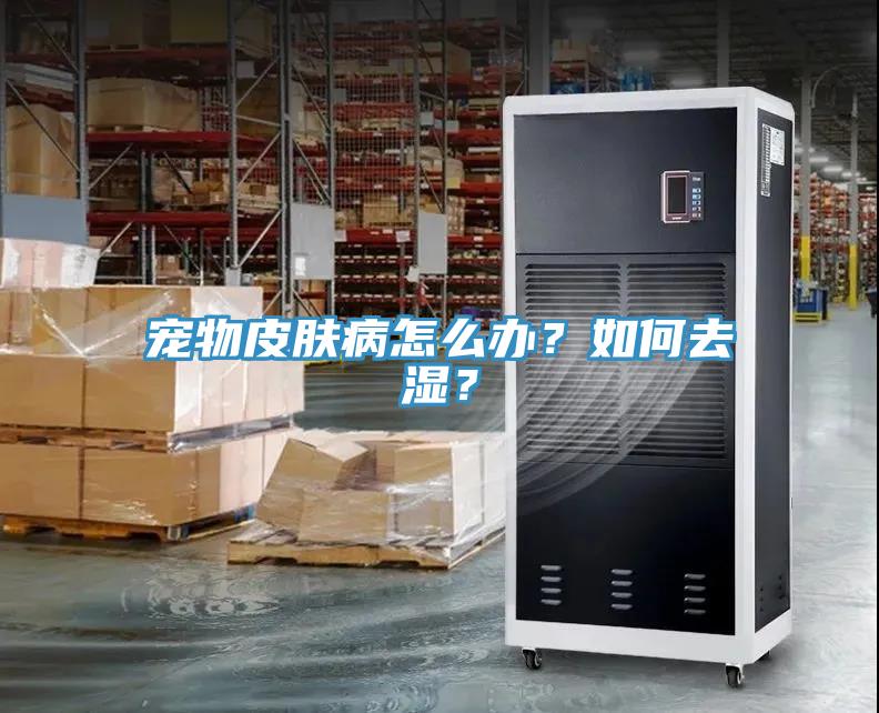 宠物皮肤病怎么办？如何去湿？