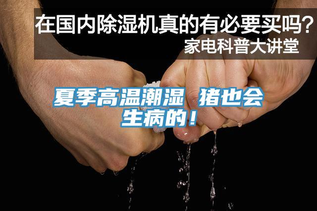 夏季高温潮湿 猪也会生病的！