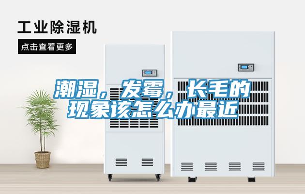 潮湿，发霉，长毛的现象该怎么办最近