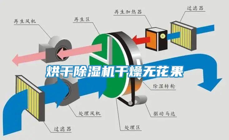 烘干91免费网站在线观看干燥无花果