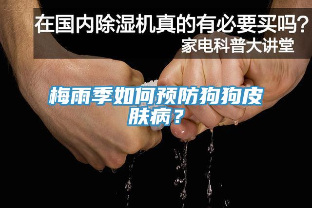 梅雨季如何预防狗狗皮肤病？