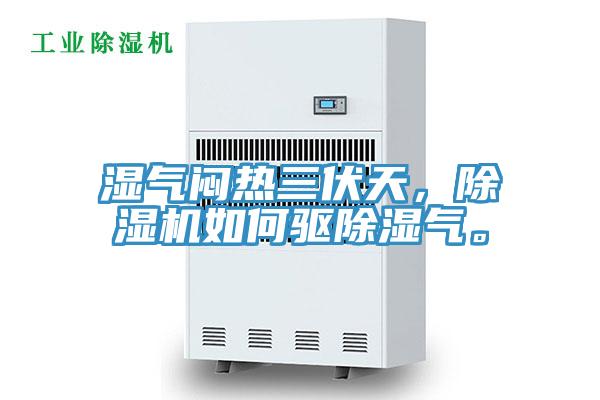 湿气闷热三伏天，91免费网站在线观看如何驱除湿气。