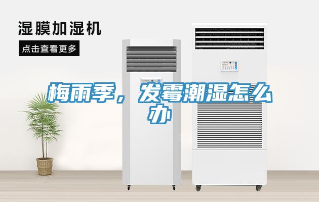 梅雨季，发霉潮湿怎么办