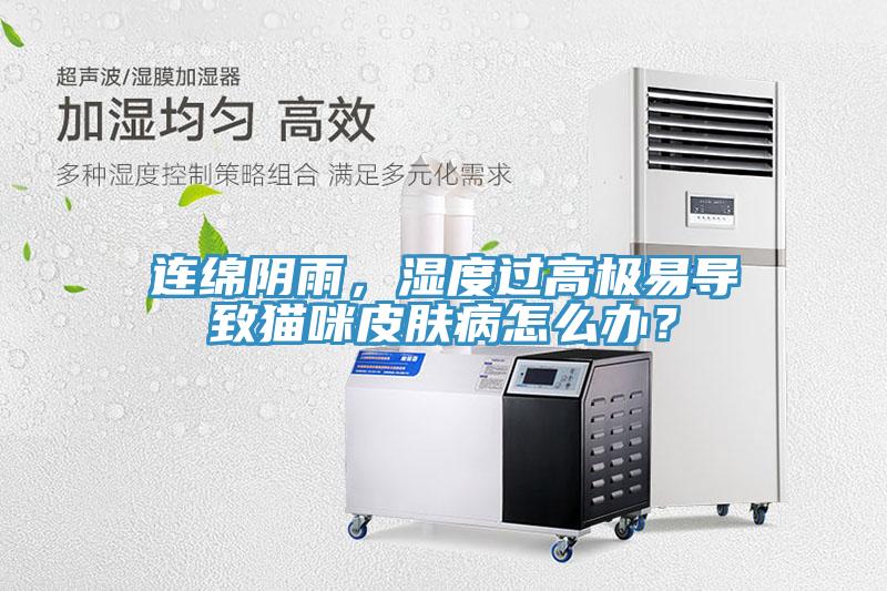 连绵阴雨，湿度过高极易导致猫咪皮肤病怎么办？