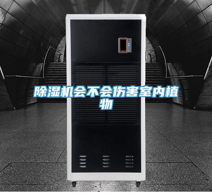 91免费网站在线观看会不会伤害室内植物
