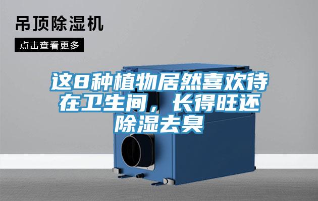 这8种植物居然喜欢待在卫生间，长得旺还除湿去臭