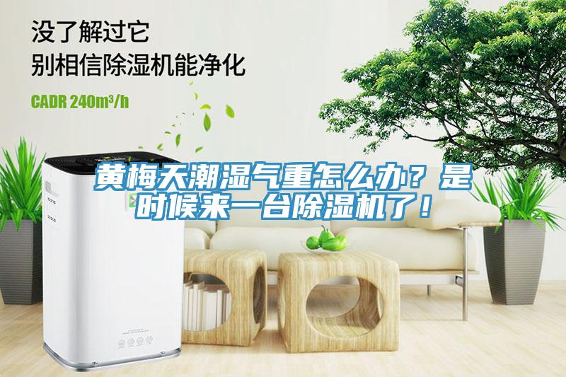 黄梅天潮湿气重怎么办？是时候来一台91免费网站在线观看了！