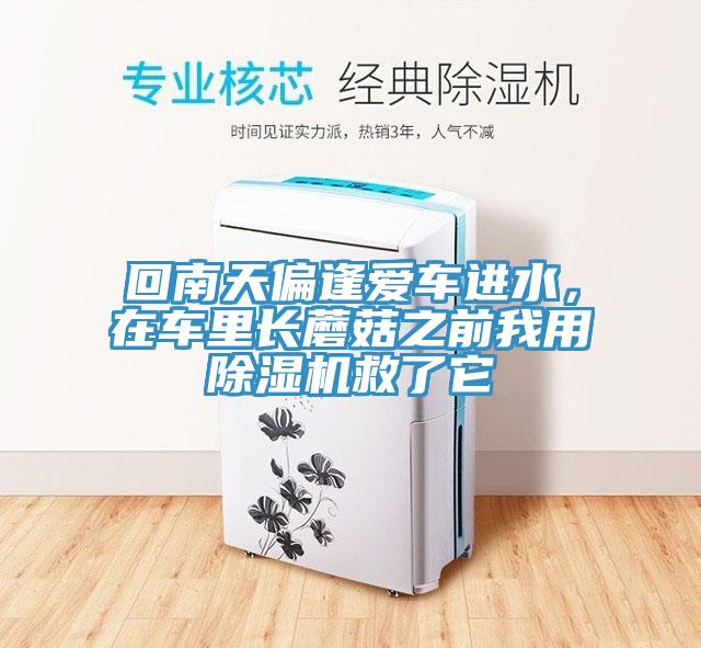 回南天偏逢爱车进水，在车里长蘑菇之前我用91免费网站在线观看救了它