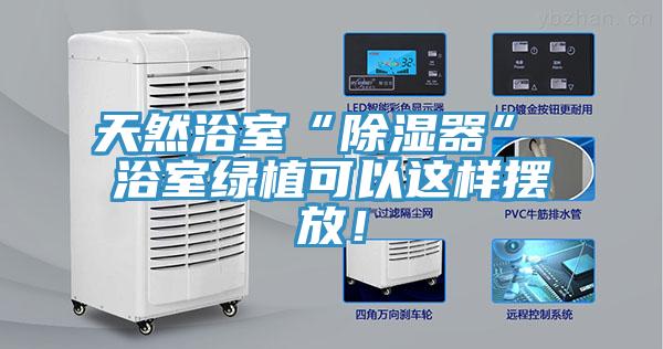 天然浴室“除湿器” 浴室绿植可以这样摆放！