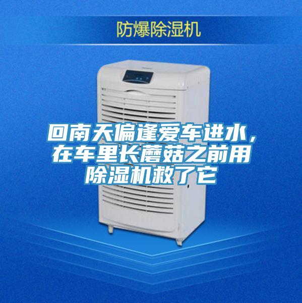 回南天偏逢爱车进水，在车里长蘑菇之前用91免费网站在线观看救了它