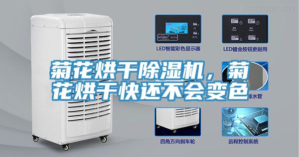 菊花烘干91免费网站在线观看，菊花烘干快还不会变色